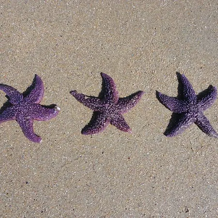 Otel Sarga Sentirgalicia