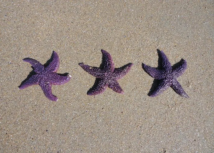 Hotel Sarga Sentirgalicia